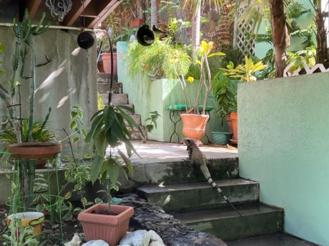 The Green Iguana Hotel Charlotte Amalie Kültér fotó